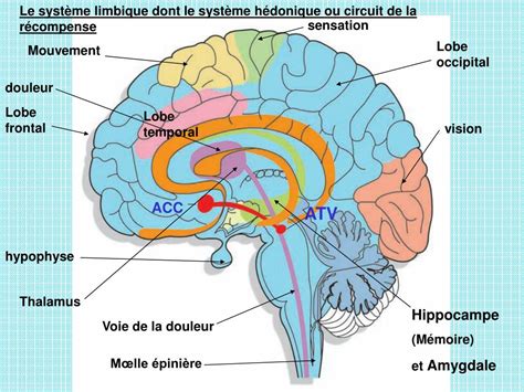 PPT Laction Des Substances Psychoactives Sur Le Cerveau PowerPoint