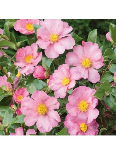 Camelia rosa Camellia sasanqua Cleopatra pianta in vaso ø23 cm