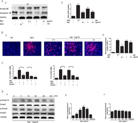 Effect Of Rg1 On The GR Dependent BMP Smad Signaling Pathway A