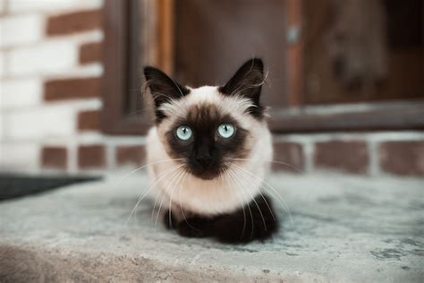 Retrato De Un Gato Con Ojos Azules Gatito Siam Foto Premium