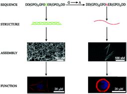 A Self Assembling Collagen Mimetic Peptide System To Simultaneously