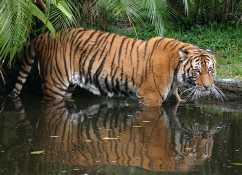 Malaysian Tiger The Biggest Animals Kingdom