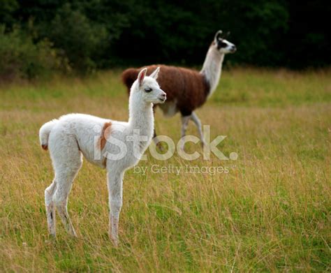 Baby Llama Stock Photo | Royalty-Free | FreeImages