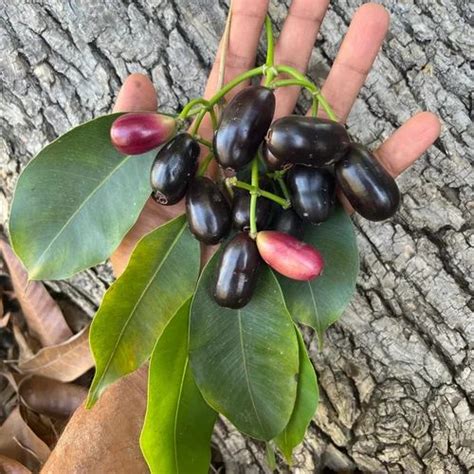 Full Sun Exposure Green Jamun Plant For Fruits At Rs 90piece In