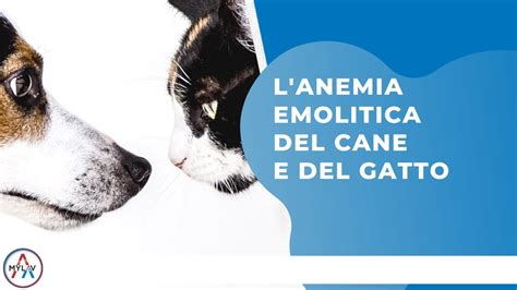 L Anemia Emolitica Del Cane E Del Gatto YouTube