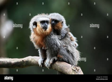 Titi Monkey Callicebus Moloch Hi Res Stock Photography And Images Alamy