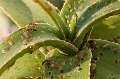 Malattie Dell Aloe Vera Come Salvare L Aloe Se Le Radici Sono Marce