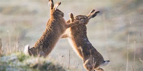 Hares Explore 17 3 23 Pbuxton252 Flickr