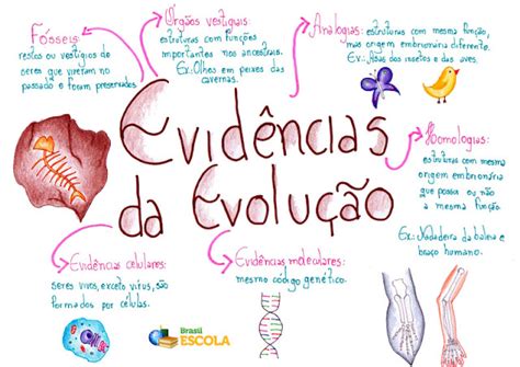 Sinapse Mac Prof Cristian Mapa Mental Evidências Da Evolução