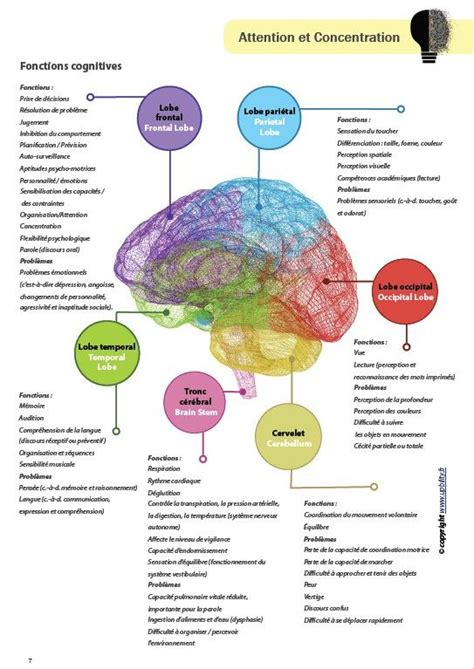 Trousse D Information Sur Le Cerveau Artofit