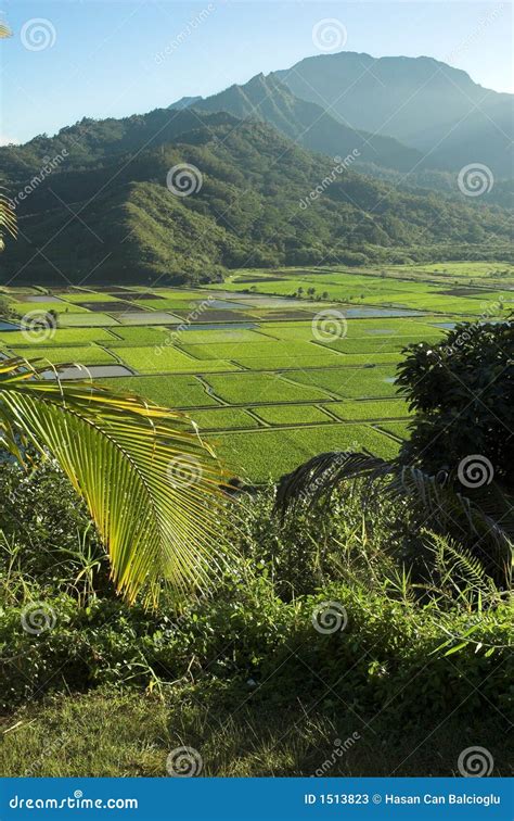 Hanalei Valley Lookout at Kauai, Hawaii Stock Image - Image of palm, farm: 1513823