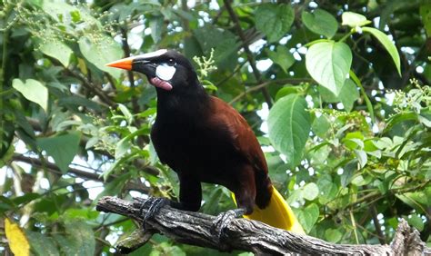 A Dozen Beautiful Common Birds From Belize Birdingfieldguides Blog