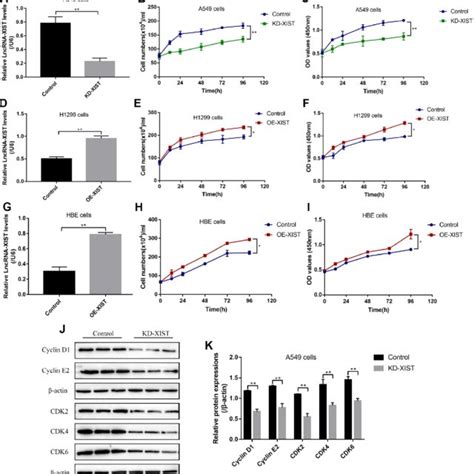 The Effects Of Lncrna Xist On Nsclc Cell Proliferation A Real Time