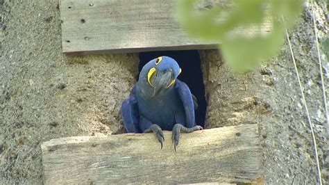 Como Evitar A Extinção Da Arara Azul
