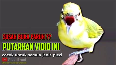 PLECI GACOR Suara Ngalas Ngerol Full Isian Untuk PANCINGAN PLECI