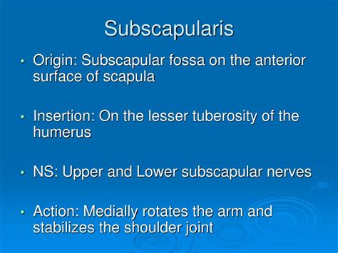 Ppt Comprehensive Guide To The Anatomy Of The Axilla Powerpoint