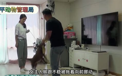 训犬师直接将狗悠飞，女主人都被吓呆了 大平动物管理局 大平动物管理局 哔哩哔哩视频