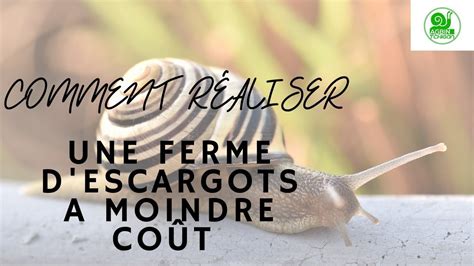 Comment R Aliser Une Escargoti Re Moindre Co T In