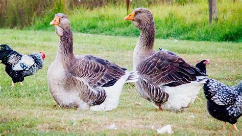 Champion Geese Breeder Michael Peels Flock Set Australian Record At