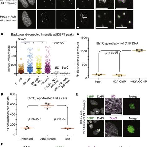 5hmC Colocalizes with 53BP1 and γH2AX Foci in Unchallenged Human Cell