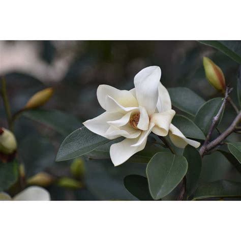 Magnolia Eternal Spring Jc Raulston Arboretum Plants