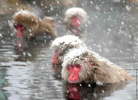 Japanese Macaques Bathe In Hot Springs GagDaily News