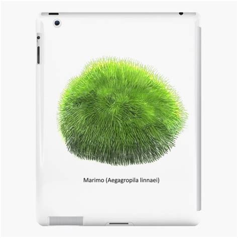 Coque Et Skin Adh Sive Ipad Aegagropila Linnaei Connue Sous Le Nom