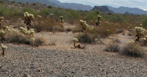 Practical Biology: science for everyone: Desert Pavement