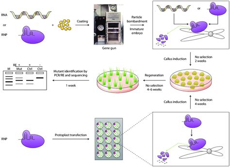 Dna Free Genome Editing With Crispr Cas Rnas And Rnp In Plants The