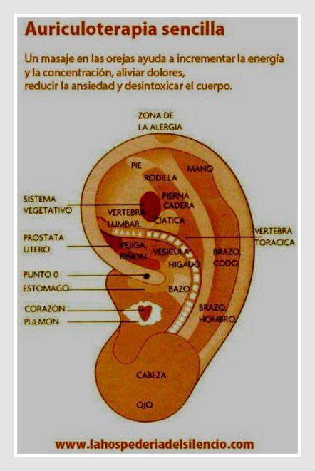 Reflexologia De La Oreja Buscar Con Google Reflexolog A