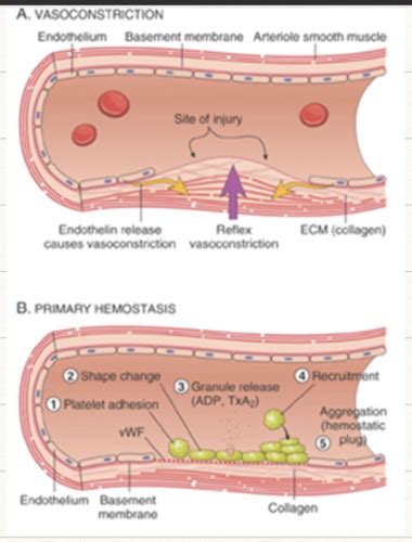 Basics Of Hemostasis Thrombosis Flashcards Quizlet