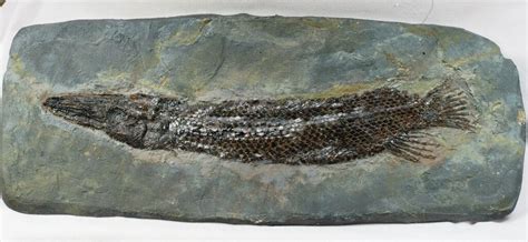 Atractosteus Messel Fossil Gar Fish Fossil