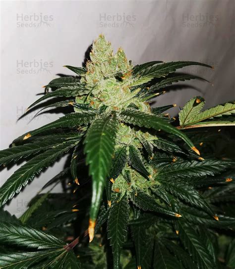 Sour Diesel Feminized Seeds For Sale By Blimburn Seeds Herbies Seeds