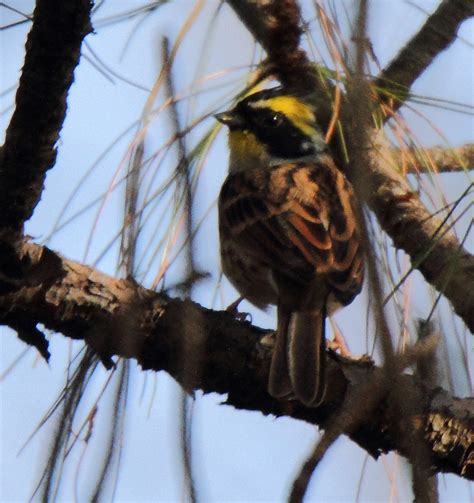 Yellow Throated Bunting Dali Yunnan China Thomas Gut Flickr