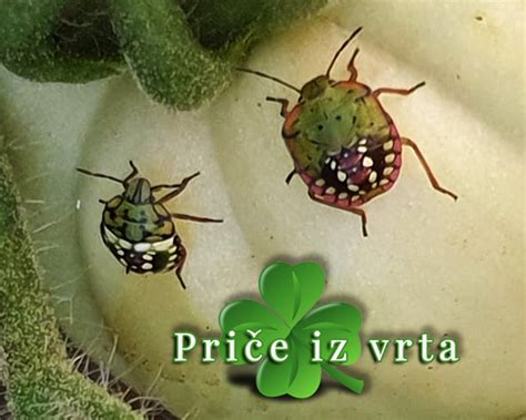 Smrdibuba Smrdljivu Napast Smo Otjerali Iz Vrta Price Iz Vrta