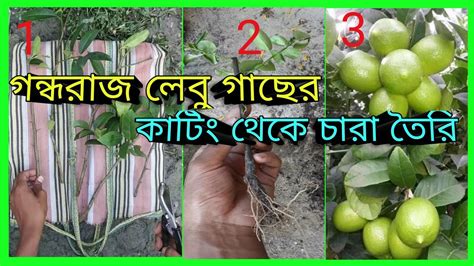 গন্ধরাজ লেবু গাছের কাটিং থেকে চারা তৈরি How To Grow Lemon Tree From