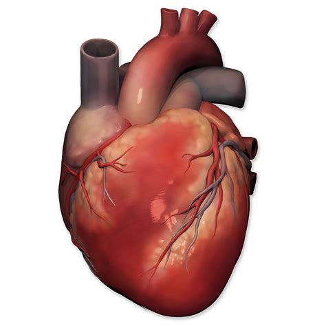 Anterior Heart Anatomy