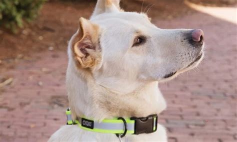 Best Reflective Dog Collars 2024 Ensure Ultimate Safety Pet Guide