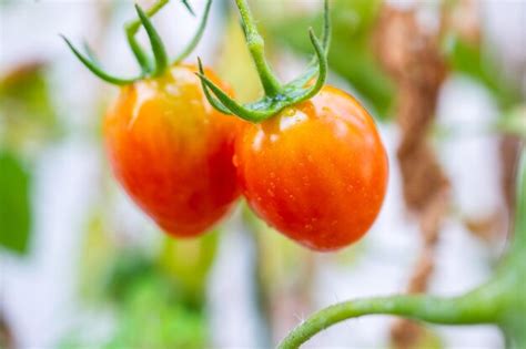 Planta De Tomates Vermelhos Maduros Frescos Pendurada No Crescimento Da