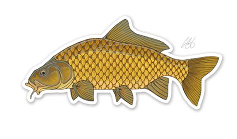 Casey Underwood Common Carp Decal — Reds Fly Shop