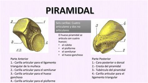 Anatomia Mano Y Mu Eca Peter Pptx