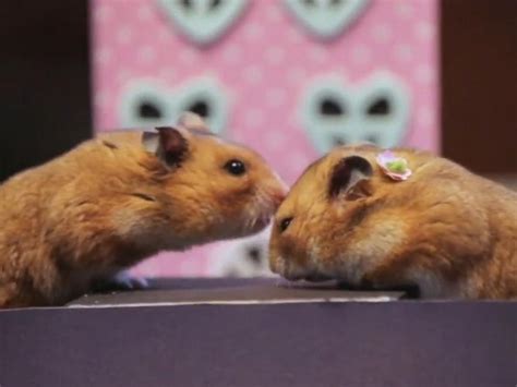 Tiny Hamsters Go On A Tiny Date Valentines Day Edition Abc News