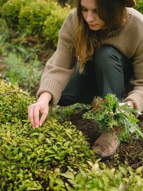 Dicas De Jardinagem Dicas Para Um Jardim Sempre Belo A Arquiteta