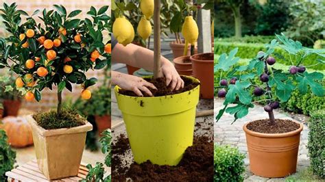 Como cultivar árvores frutíferas no vaso Tudo Decorações