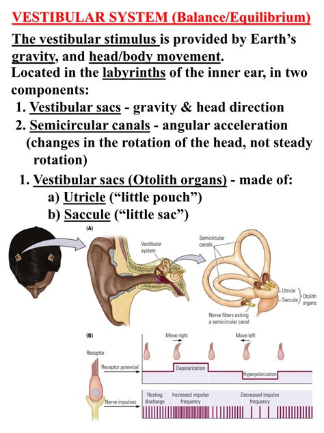 VESTIBULAR SYSTEM (Balance/Equilibrium) the Vestibular Stimulus Is ...