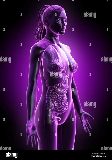 órganos Del Cuerpo Femenino Anatomia Fotografías E Imágenes De Alta Resolución Página 4 Alamy