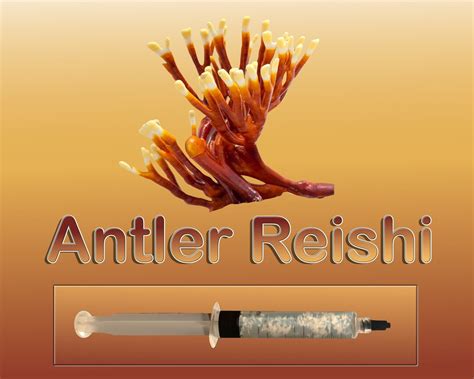 Antler Reishi Ganoderma Multipilium Mushroom Liquid Culture Etsy