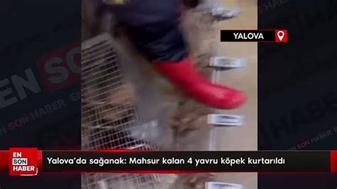 Yalova da sağanak Mahsur kalan 4 yavru köpek kurtarıldı Dailymotion