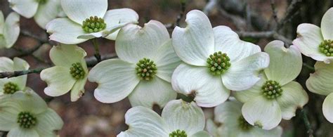 Virginia State Flower American Dogwood Proflowers Blog Flowering