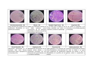 Histologia Semana A Guia Practrica Programa De Medicina Gu A De